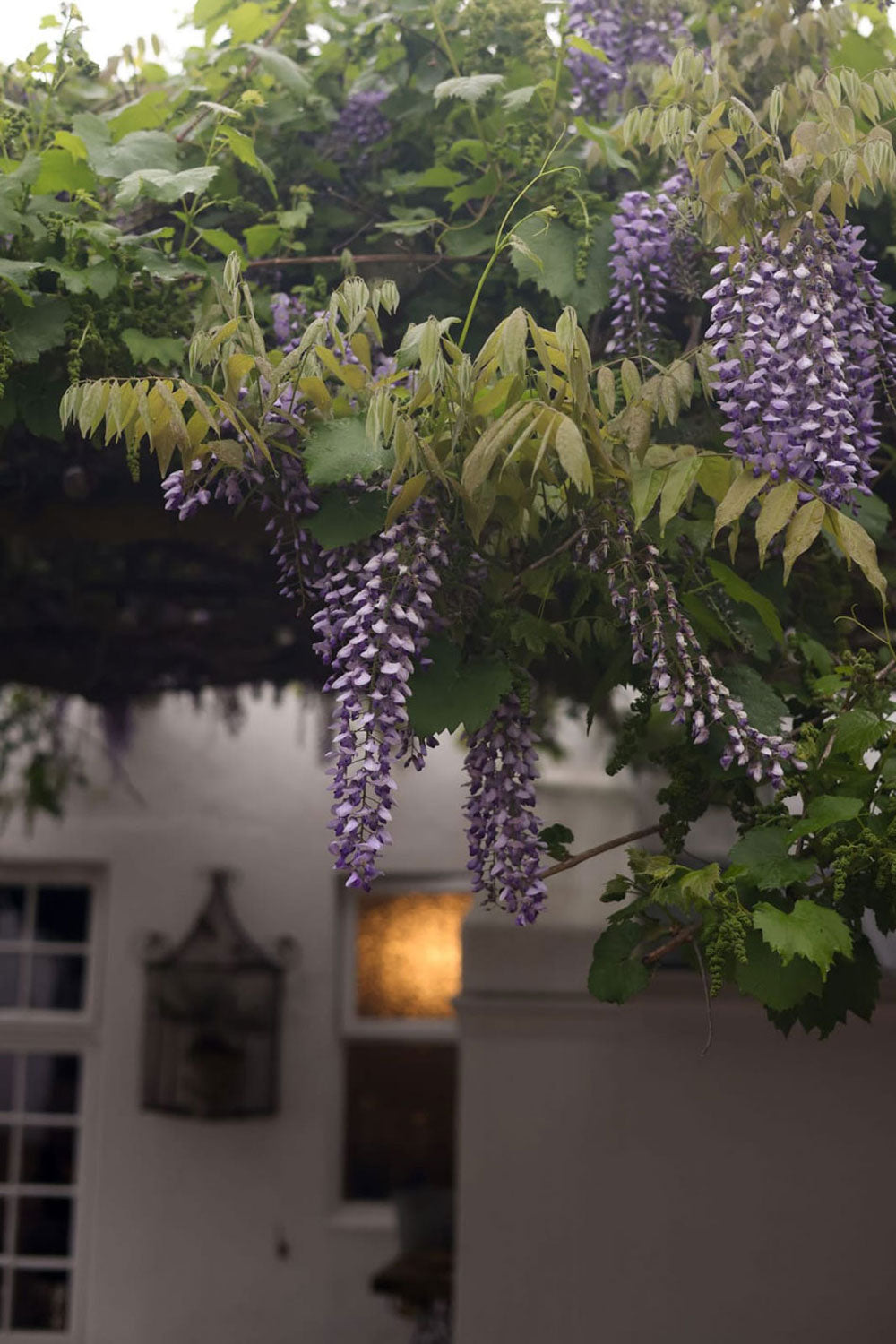 Beautiful nature at Wisteria Cottage